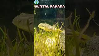 5 JENIS IKAN BUNTAL AIR TAWAR #ikanbuntal#pufferfish#dwarfpufferfish#ikanhiasairtawar#ikanhias