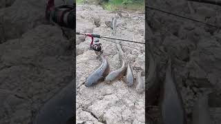 4 ikan gabus berhasil diselamatkan dari tenggelam #mancing #fishing #shorts