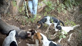 Caceria de JABALI con  PERROS en las Cierras de MEXICO!!!!🐗🔥