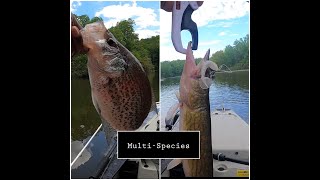 😎We Found a Bed FULL of Crappie + Multiple Other Species!