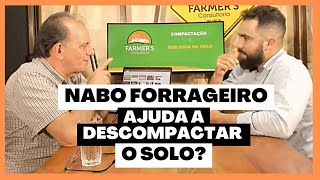 NABO PIVOTANTE E NABO FORRAGEIRO AJUDAM A DESCOMPACTAR O SOLO? | COMPACTAÇÃO DO SOLO X BIOLOGIA