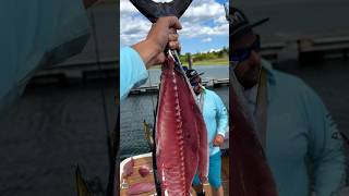 How to use EVERY Part of a Tuna #fishing #shorts