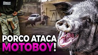 PORCO ATACA MOTOBOY - VEJA O VÍDEO!