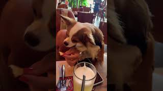 Hora do almoço , Jack também quer participar #dog ,#chepa