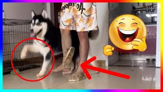 【FUNNY VIDEO】HUSKY MOCKING OWNER FOR HAVING A BROKEN LEG!!🤣🤣 (DOGS, CATS AND ANIMALS)