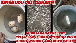 PERSIAPAN BUAH BINGKUDU GARAM, PROSES CEPAT MASA PEMIJAHAN IKAN BETOK/PAPUYU