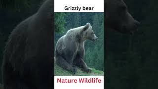 Grizzly bear  #animals