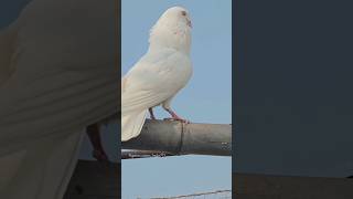 Kabootar lover ❤🔥💯#kabootar #bird #birdspecies #pigeon #shorts #yt #ytviral #viral