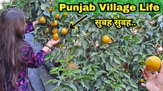 Orange Tree In Punjab Village  | Daily Vlog | Organic Fruits | Food Vlog | Food, Fruits, Orange