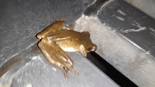 frog sounds ( curiosity on frog) I found 2 frog in this video