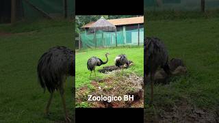 Zoológico BH  #zoologico #mg #bhmg