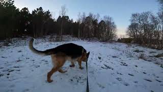 German shepherd on walk. Eros på tur. 22.11.2024. welcome to winterland  part 1.