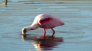 Roseate Spoonbill among others