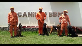 Cães do 7° Batalhão do CBMMG se destacam em ocorrências de pessoas desaparecidas em Montes Claros