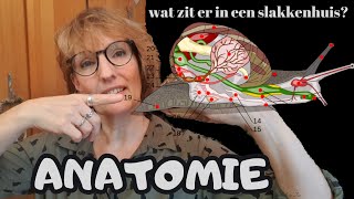 Anatomie Wat zit er in een slakkenhuis