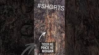 Tiger ke panje ke Nishaan #shorts #vlog #shortsvideo