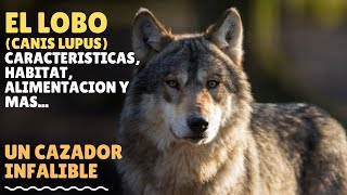 LOBO (CANIS LUPUS) CAZADOR EN MANADA... CARACTERISTICAS, HABITAT, ALIMENTACION Y MAS...