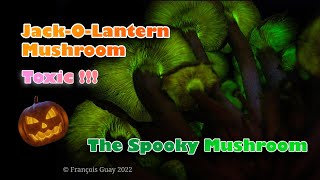 SPOOKY Toxic Mushroom!!! – Jack-O-Lantern/Omphalotus illudens – HALLOWEEN special