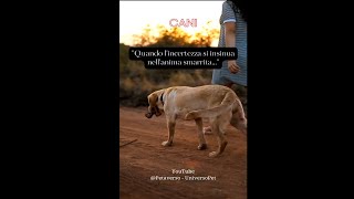 Quando l'incertezza si insinua nell'anima smarrita #cane #aforismi #frasedelgiorno #animali