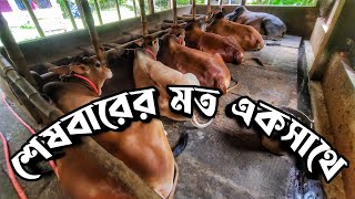 সব গরু শেষবারের মতন একসাথে || Purbasha Agro