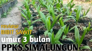 PPKS SIMALUNGUN umur 3bulan