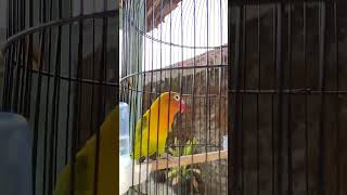 Bird #funny #short