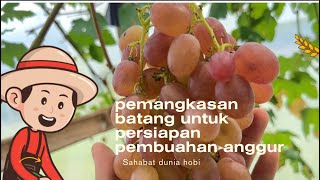 PEMANGKASAN BATANG ANGGUR UNTUK PERSIAPAN PEMBUAHAN