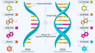 DNA Kya hota hai | RNA kya hota hai 👉