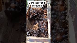 Tanpa Ratu #kelulut #bee #stinglessbees #klanceng