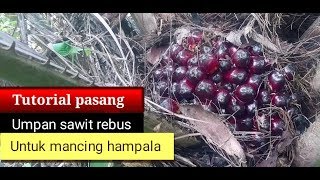 Cara pasang umpan sawit rebus untuk mancing ikan hampala