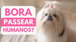 SHIH TZU GOSTA DE PASSEAR? A LAILA RESPONDE: APROVEITANDO UM DOMINGO DE SOL EM GUARAPUAVA