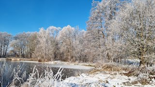 Rotkehlchen ganz nah - Wildvögel am zugefrorenen Siedewitzstausee #Vogelbeobachtung