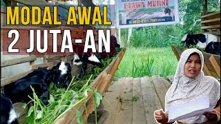 Lulus Kuliah Beternak Kambing Ettawa, Peternakan Kambing Dinwal