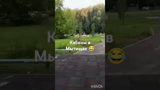 ▶️Тем временем в Мытищах семейство кабанов кошмарит местных жителейУ кого шашлык убежал?