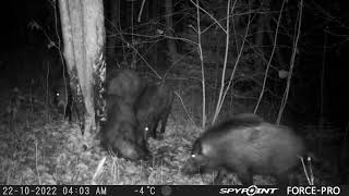 Huge Group of Hogs  Scratching the Tree/Mežacūkas pie darvas koka