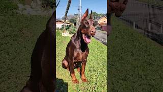 Dobermann europeu 🇷🇺🇧🇷🔥#doberman #dogowner #petowner #puppy #dog #pets #pitbull #dogs #pet #pets #rr