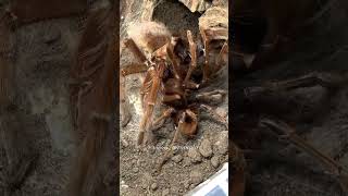 Big Tarantulas with Huge Fangs. Theraphosa apophysis (pink foot Goliath) Mating.