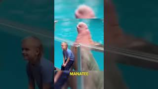 Watch out for the manatee prankster!