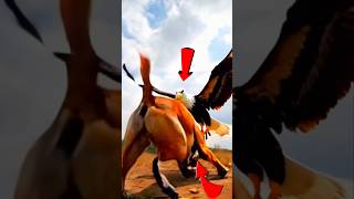 Dog and eagle in fight   #dog #eagle #trendingshorts