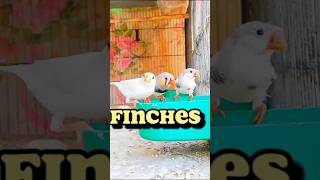 Finches Mutations | Finches Birds | #finches #finchsetup