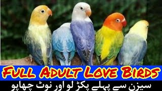 Types Of Love Birds | Prices Of Love Birds | Love Birds Price 2022 | Khan Birds Collection