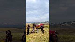 Deosai in Summer #deosai #skardupakistan #gilgitbaltistan #nature #travel #shorts #viralshorts #yt