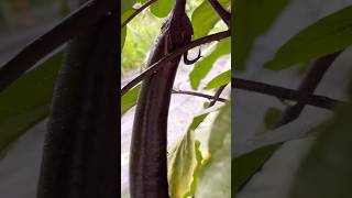 Relaxing rain sounds in garden 【庭で心地よい雨の音】#eggplants#garden#nature#shorts