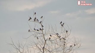 burung disini beraneka ragam