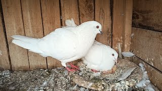 pigeon pair ke new chicks a gaye hain Alhamdulillah | M Asad Birds | #MAsadBirds # #babypigeon shauk