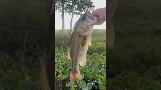 Nice 3 pound baths on the chatter bait ￼