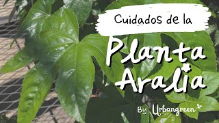 🌿 ¿Por qué la Planta Aralia es una excelente opción para tu hogar?🌿  ¡descubre cómo cuidarla!