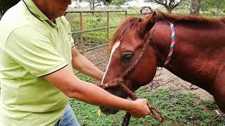 Como hacer y poner una falseta en el bozal del caballo