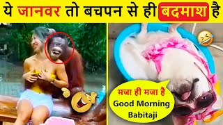 🤣 दुःख हो या दर्द फिर भी ये जानवर है मस्त 😂😜 | Latest Funny Animal Moments Caught On Camera