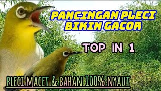 pleci gacor full isian ngerol panjang